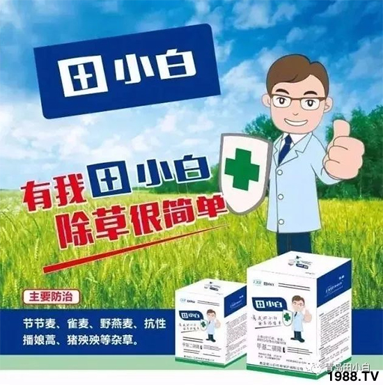 小麥雜草，節(jié)節(jié)麥泛濫成災(zāi)，怎么辦？小麥除草劑怎么選