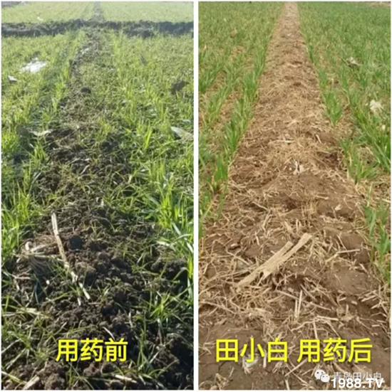 節(jié)節(jié)麥危害嚴(yán)重怎么打？用什么藥劑效果好？