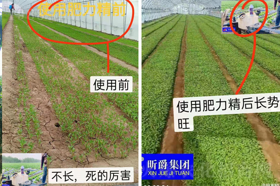 作物落花落果、座果低不用急！激發(fā)潛能，促花座果的秘訣在這！