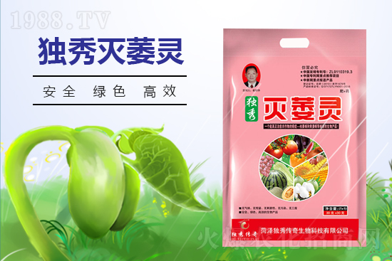 番茄發(fā)生枯萎病什么癥狀？番茄枯萎病的預防措施