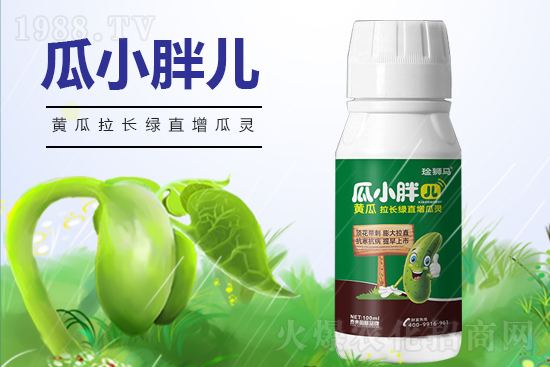 黃瓜什么時候澆水？黃瓜哪些階段需要澆水？