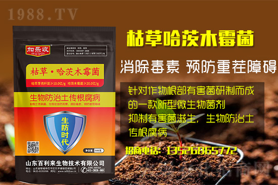 根腐病爆發(fā)怎么防治，根腐病用什么藥好防治效果好？