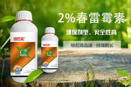 番茄潰瘍病怎么辦？聽聽專家怎么說！