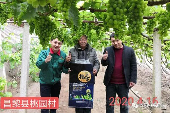 葡萄軟果是什么原因？如何防治？