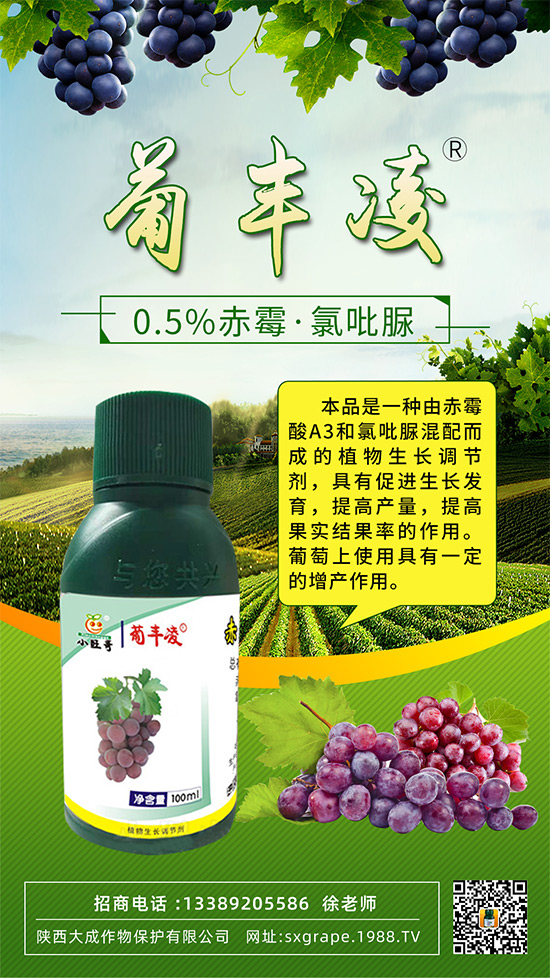 葡萄果粒稀疏，大小粒嚴(yán)重怎么辦？這些管理相當(dāng)重要