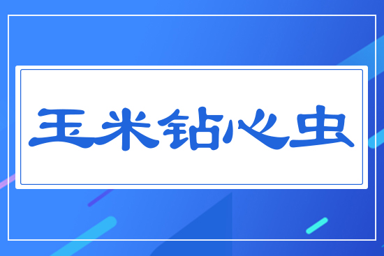 玉米鉆心蟲