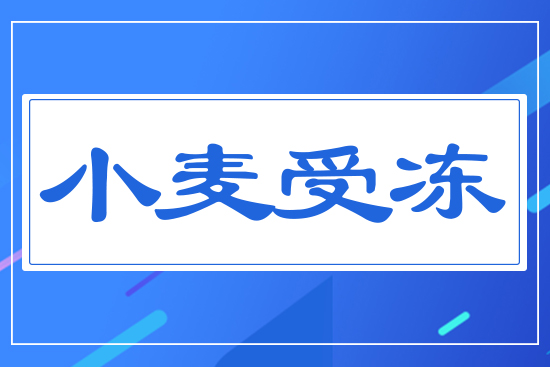 小麥受凍