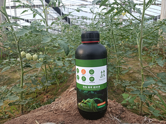 瓶裝海藻精萃超濃液-臺(tái)灣新芽2