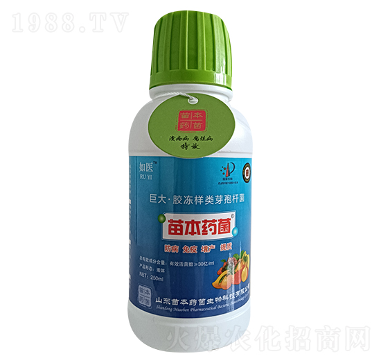 巨大·膠凍樣類芽孢桿菌-如醫(yī)-苗本藥菌