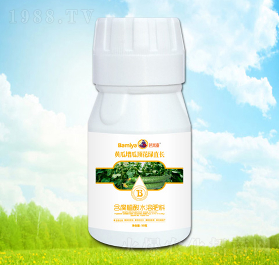 黃瓜增瓜頂花綠長(zhǎng)直-芭米亞