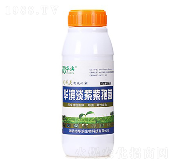 華濱淡紫紫孢菌-華濱生物