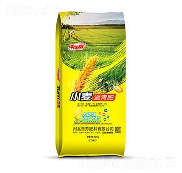 小麥返青肥-伴伴富-中農(nóng)三禾