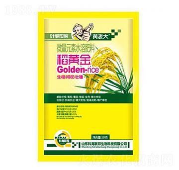 稻黃金-黃老大-科海聯(lián)邦
