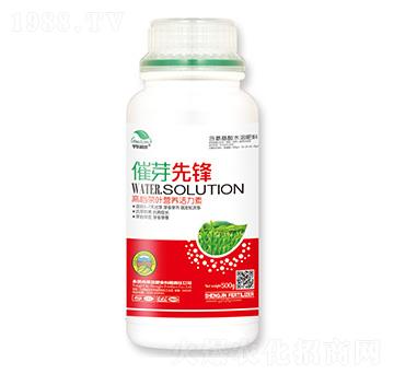 荼葉營養(yǎng)活力素-催芽先鋒-圣金肥業(yè)