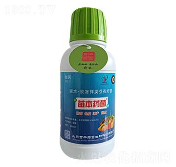 巨大·膠凍樣類芽孢桿菌-如醫(yī)-苗本藥菌