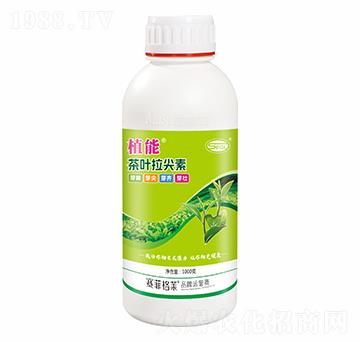 茶葉拉尖素-植能-賽菲格萊