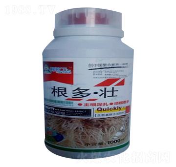 根多壯-阿拉丁