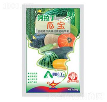 瓜寶-阿拉丁