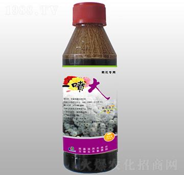 菊花活力膨大劑-一噴大-賽陽農(nóng)化