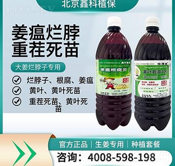 大姜爛脖子專(zhuān)用-鑫科植保