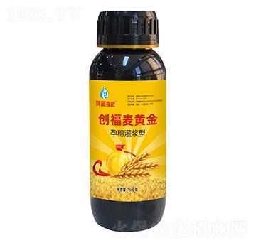 孕穗灌漿型創(chuàng)富麥黃金-賀藍液肥-創(chuàng)福