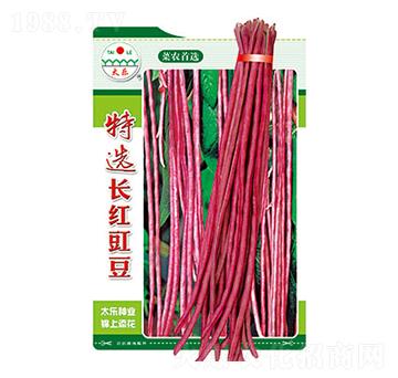 豇豆種子-特選長(zhǎng)紅豇豆-太樂(lè)種業(yè)