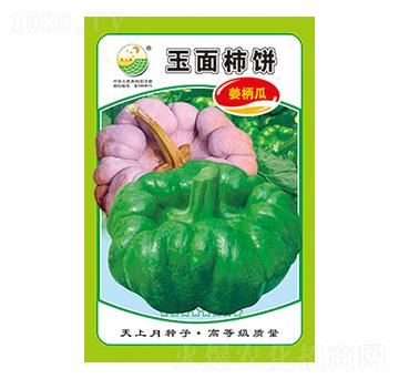 姜柄瓜種子-玉面柿餅-太樂種業(yè)