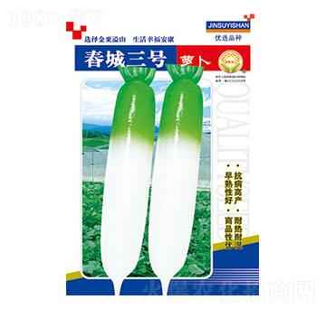 蘿卜種子-春城三號-太樂種業(yè)