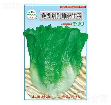 生菜種子-意大利耐抽苔生菜-太樂(lè)種業(yè)
