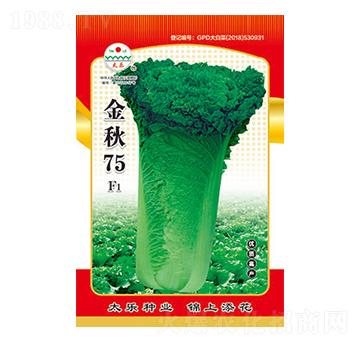 白菜種子-金秋75-太樂(lè)種業(yè)
