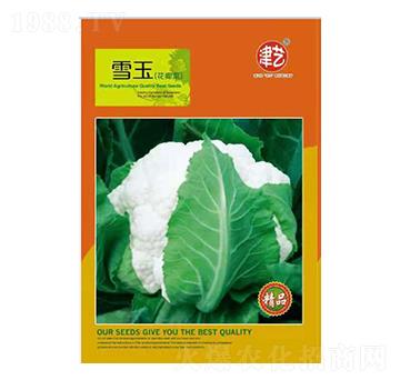 花菜種子-雪玉-邯豐農(nóng)業(yè)