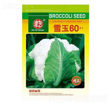 花菜種子-雪玉60-邯豐農(nóng)業(yè)
